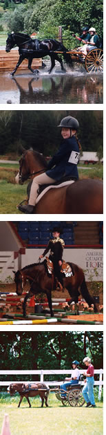 Carriage Horse Training, English and Western Horse Lessons, Dressage, Outdoor and Indoor Horse Arenas